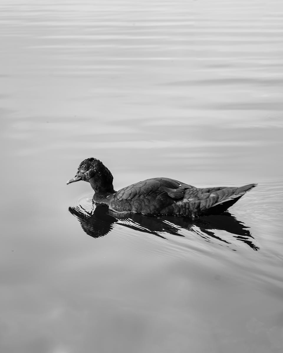 A serene black and white image of a duck gliding on calm waters in San Luis Potosí, Mexico.